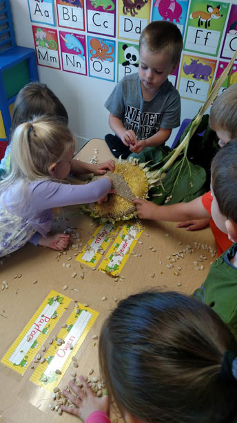 Sunflower Science 2