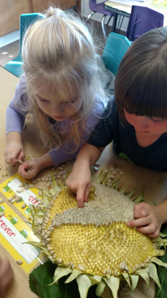 Sunflower Science